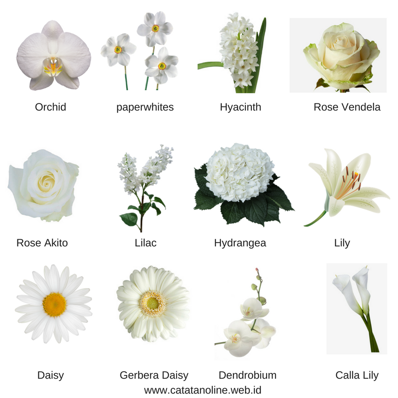 Bunga hydrangea maksud 15 Arti