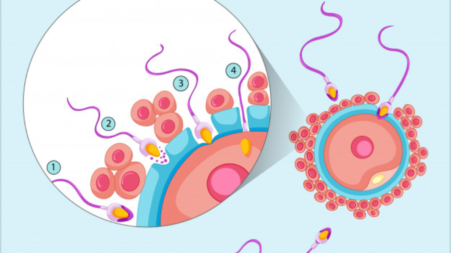 reproduction-process-in-human_1308-15102.jpg